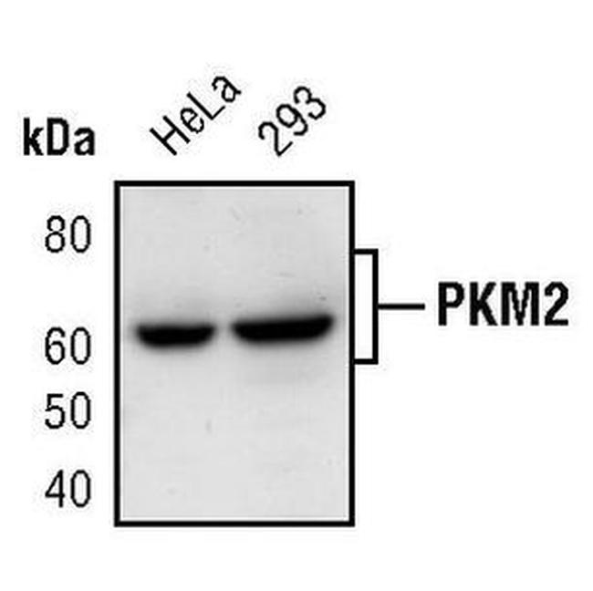 PKM2 Antibody in Western Blot (WB)