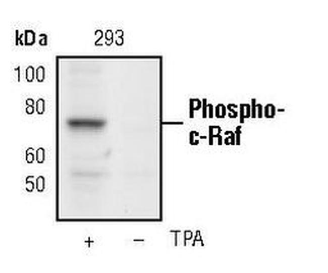 Phospho-c-Raf (Ser289, Ser296, Ser301) Antibody in Western Blot (WB)