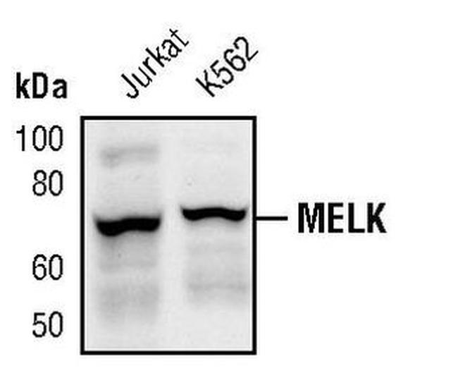 MELK Antibody in Western Blot (WB)