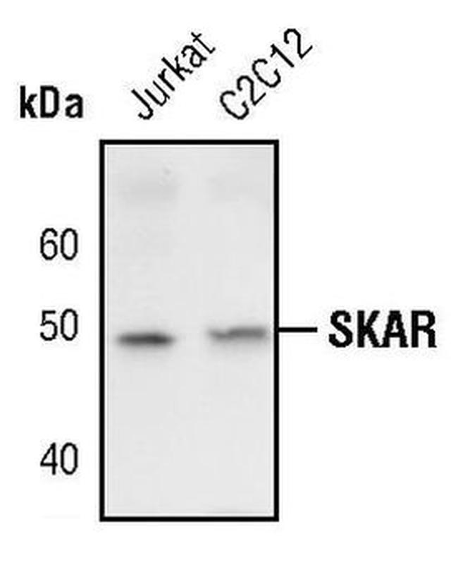 POLDIP3 Antibody in Western Blot (WB)