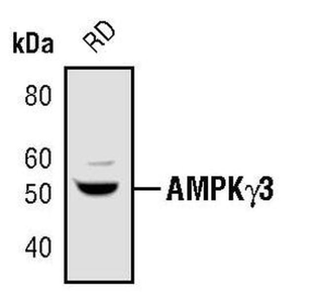 AMPK gamma-3 Antibody in Western Blot (WB)