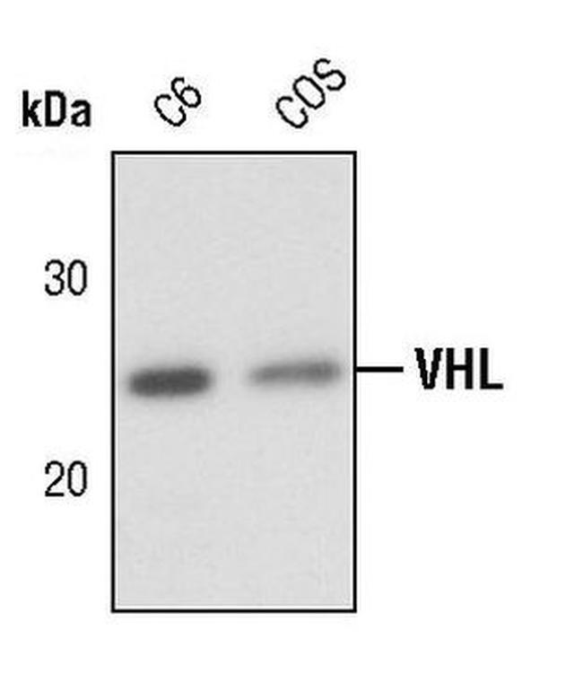 VHL Antibody in Western Blot (WB)
