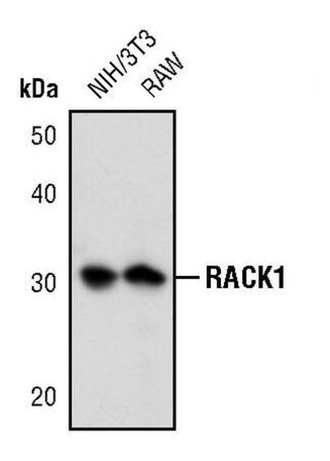 RACK1 Antibody in Western Blot (WB)
