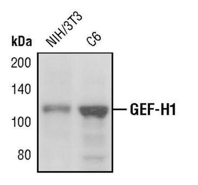 GEF-H1 Antibody in Western Blot (WB)