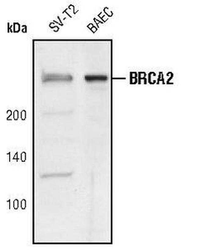 BRCA2 Antibody in Western Blot (WB)