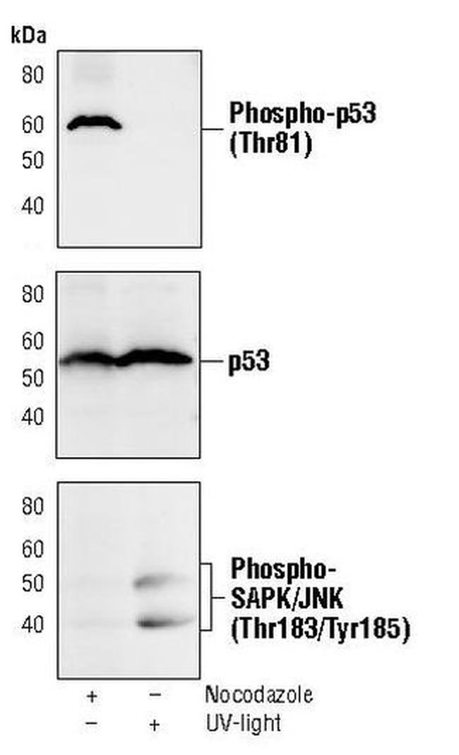 Phospho-p53 (Thr81) Antibody in Western Blot (WB)