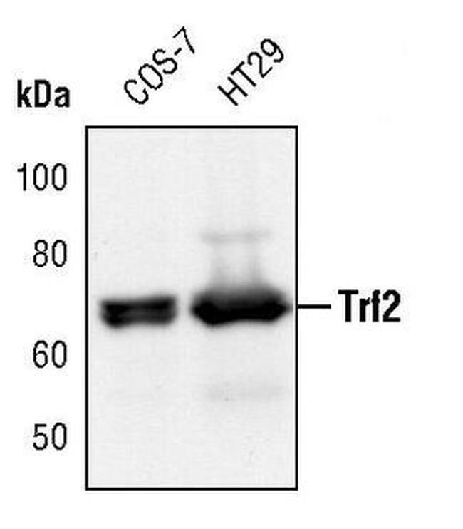 Trf2 Antibody in Western Blot (WB)