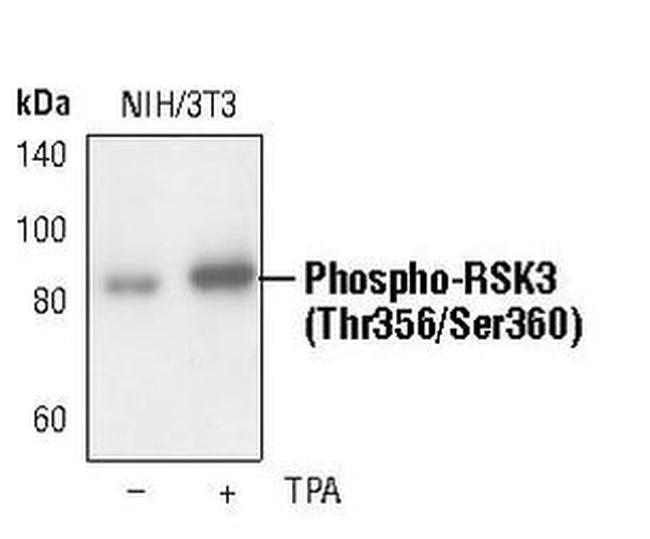 Phospho-RSK3 (Thr356, Ser360) Antibody in Western Blot (WB)