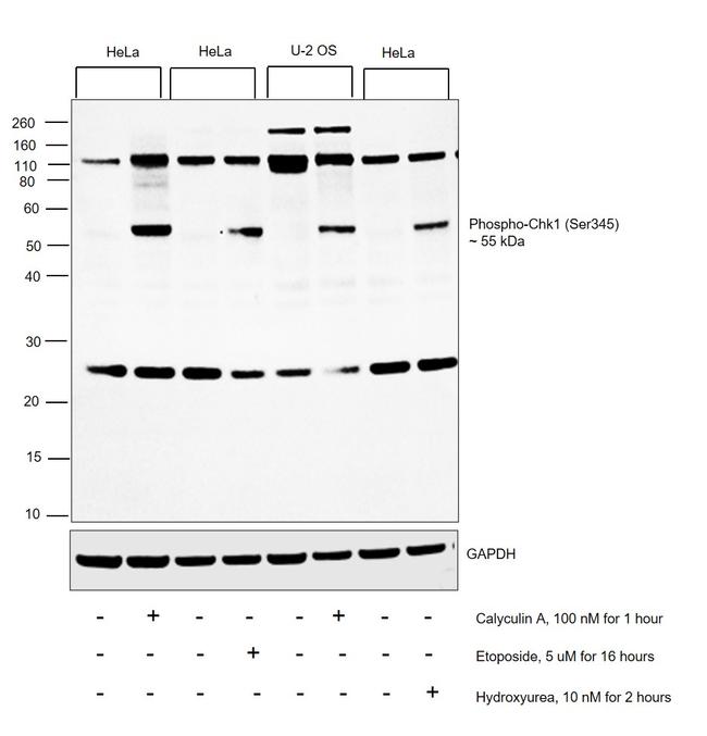 Phospho-CHK1 (Ser345) Antibody in Western Blot (WB)
