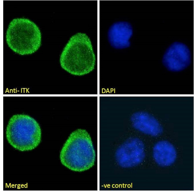 ITK Antibody in Immunocytochemistry (ICC/IF)