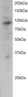 PRAM1 Antibody in Western Blot (WB)