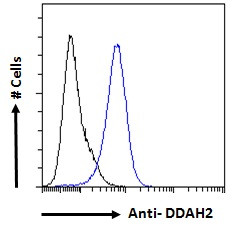 DDAH2 Antibody in Flow Cytometry (Flow)