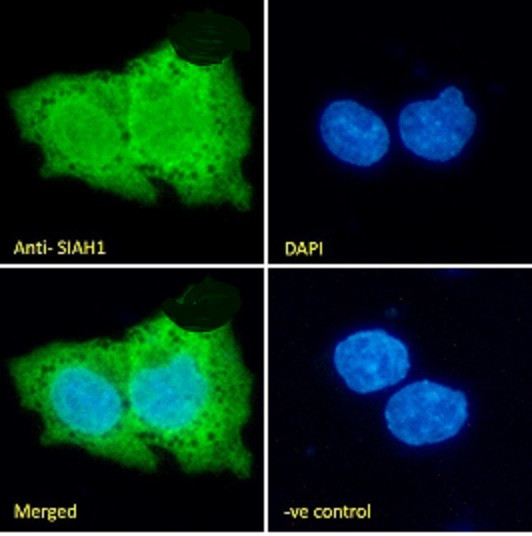 SIAH1 Antibody in Immunocytochemistry (ICC/IF)