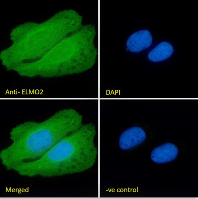 ELMO2 Antibody in Immunocytochemistry (ICC/IF)