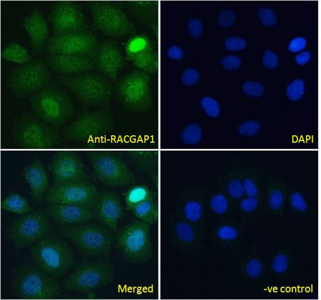RACGAP1 Antibody in Immunocytochemistry (ICC/IF)