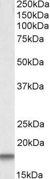 Cystatin C Antibody in Western Blot (WB)