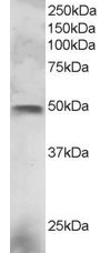 ELF3 Antibody in Western Blot (WB)