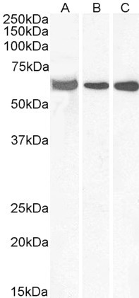ELF1 Antibody in Western Blot (WB)