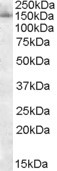 SF3B3 Antibody in Western Blot (WB)