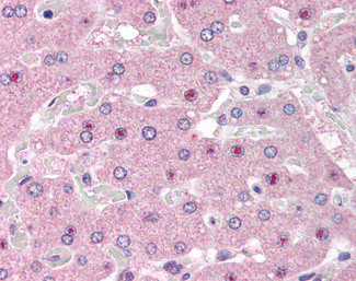 NOS1AP Antibody in Immunohistochemistry (Paraffin) (IHC (P))