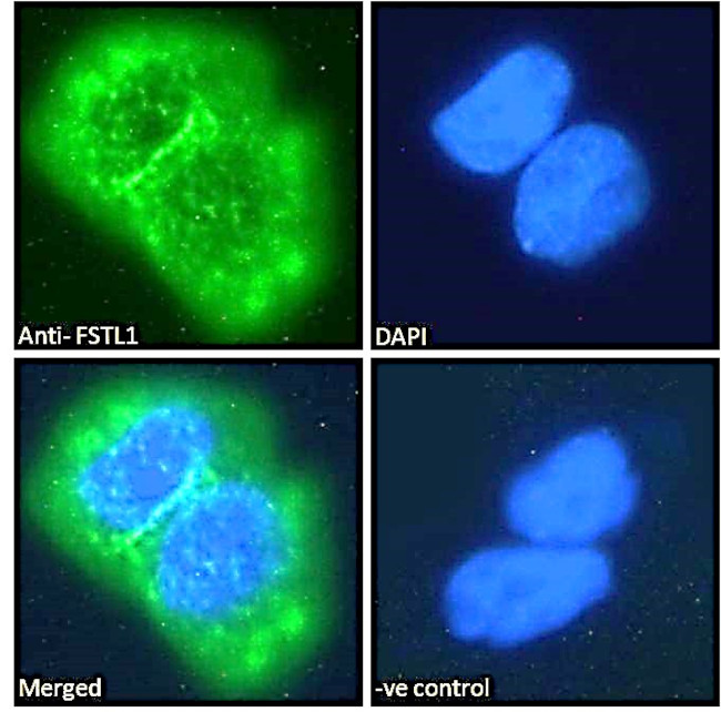 FSTL1 Antibody in Immunocytochemistry (ICC/IF)