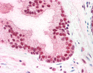 PUF60 Antibody in Immunohistochemistry (Paraffin) (IHC (P))