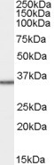 MRPL3 Antibody in Western Blot (WB)