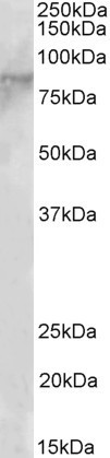 EZH1 Antibody in Western Blot (WB)