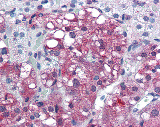 BERP Antibody in Immunohistochemistry (Paraffin) (IHC (P))