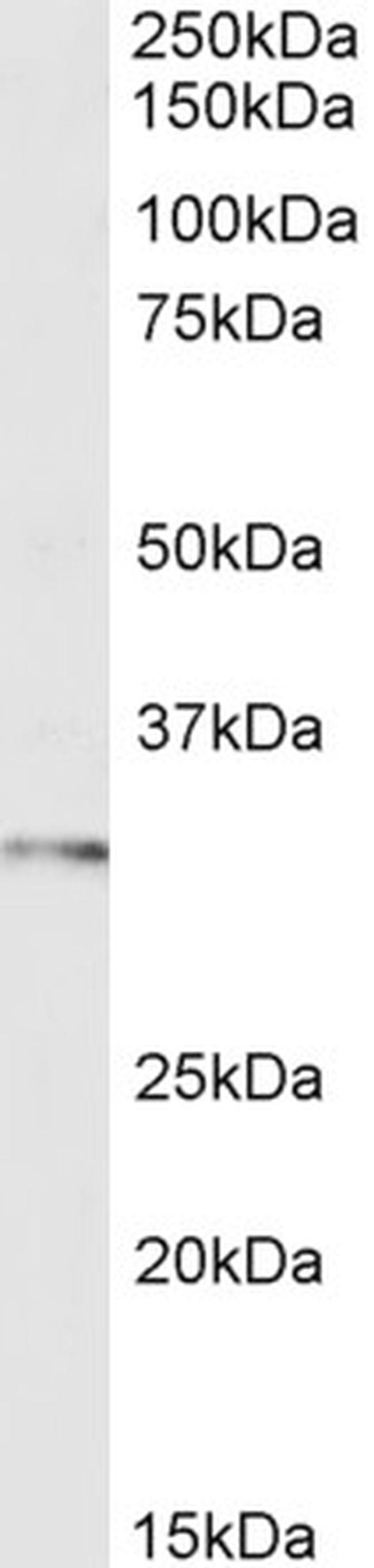 FOXI1 Antibody in Western Blot (WB)