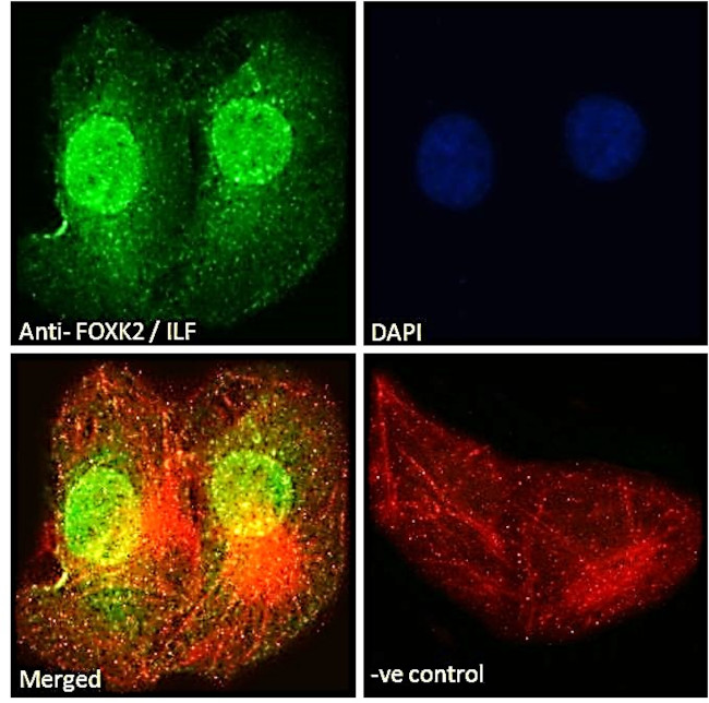 ILF1 Antibody in Immunocytochemistry (ICC/IF)