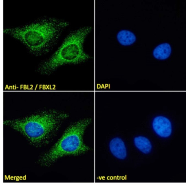 FBXL2 Antibody in Immunocytochemistry (ICC/IF)