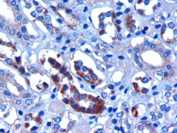 FBXW2 Antibody in Immunohistochemistry (Paraffin) (IHC (P))
