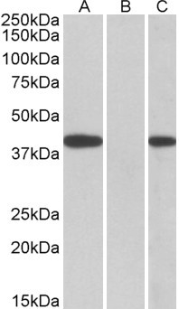 FANCF Antibody in Western Blot (WB)