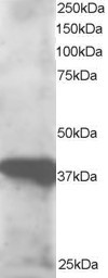 GIPC3 Antibody in Western Blot (WB)