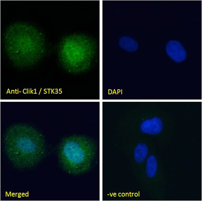 STK35 Antibody in Immunocytochemistry (ICC/IF)