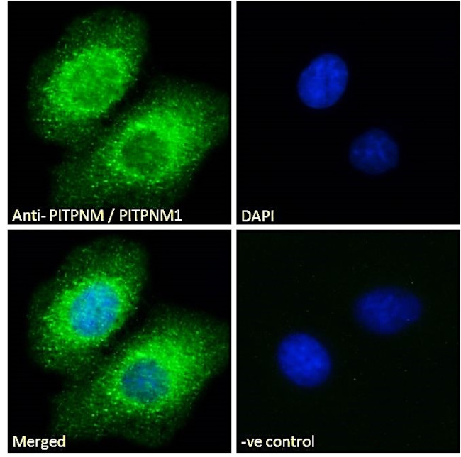PITPNM1 Antibody in Immunocytochemistry (ICC/IF)
