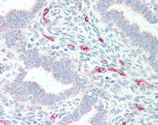 MPG Antibody in Immunohistochemistry (Paraffin) (IHC (P))