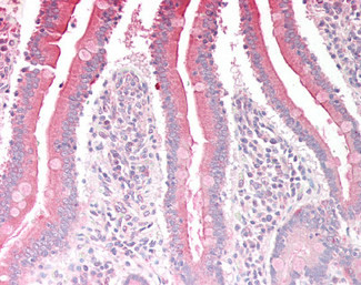 RGS18 Antibody in Immunohistochemistry (Paraffin) (IHC (P))