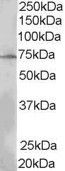 LNK Antibody in Western Blot (WB)