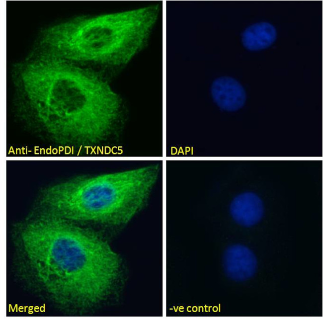 TXNDC5 Antibody in Immunocytochemistry (ICC/IF)