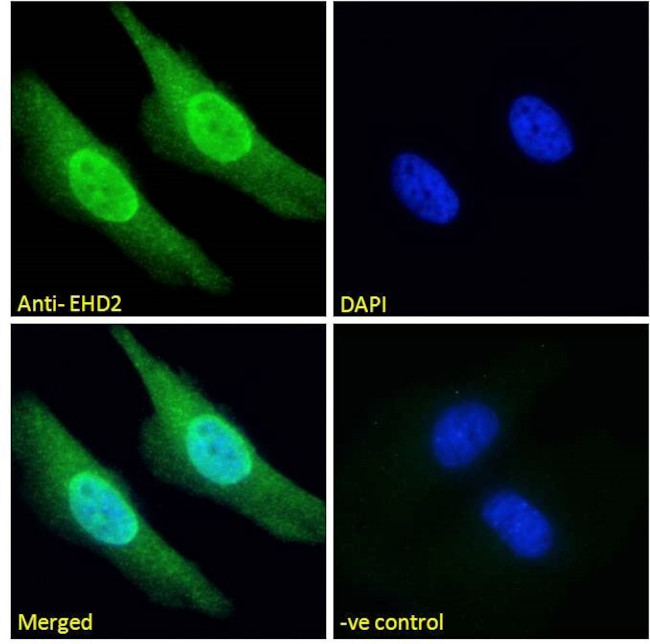 EHD2 Antibody in Immunocytochemistry (ICC/IF)