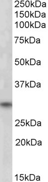 FHL3 Antibody in Western Blot (WB)