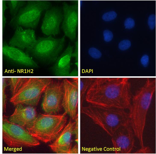 LXR beta Antibody in Immunocytochemistry (ICC/IF)