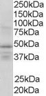 RXRG Antibody in Western Blot (WB)