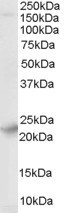 SYNGR4 Antibody in Western Blot (WB)