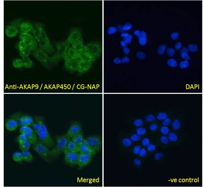 AKAP9 Antibody in Immunocytochemistry (ICC/IF)