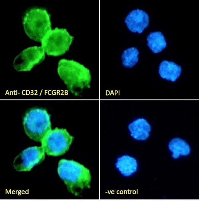 FCGR2B Antibody in Immunocytochemistry (ICC/IF)