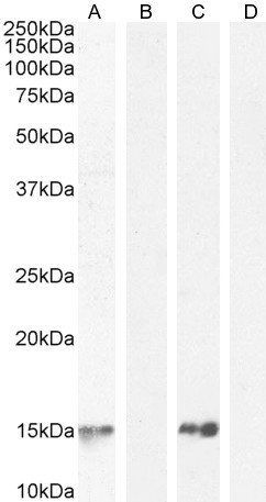 Parvalbumin Antibody in Western Blot (WB)