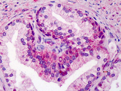 GDF15 Antibody in Immunohistochemistry (Paraffin) (IHC (P))